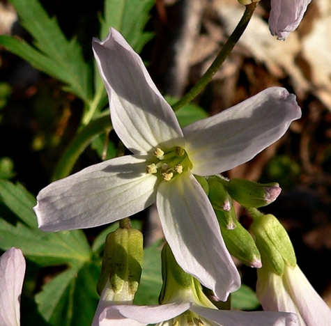 {Cardamine concatenata}